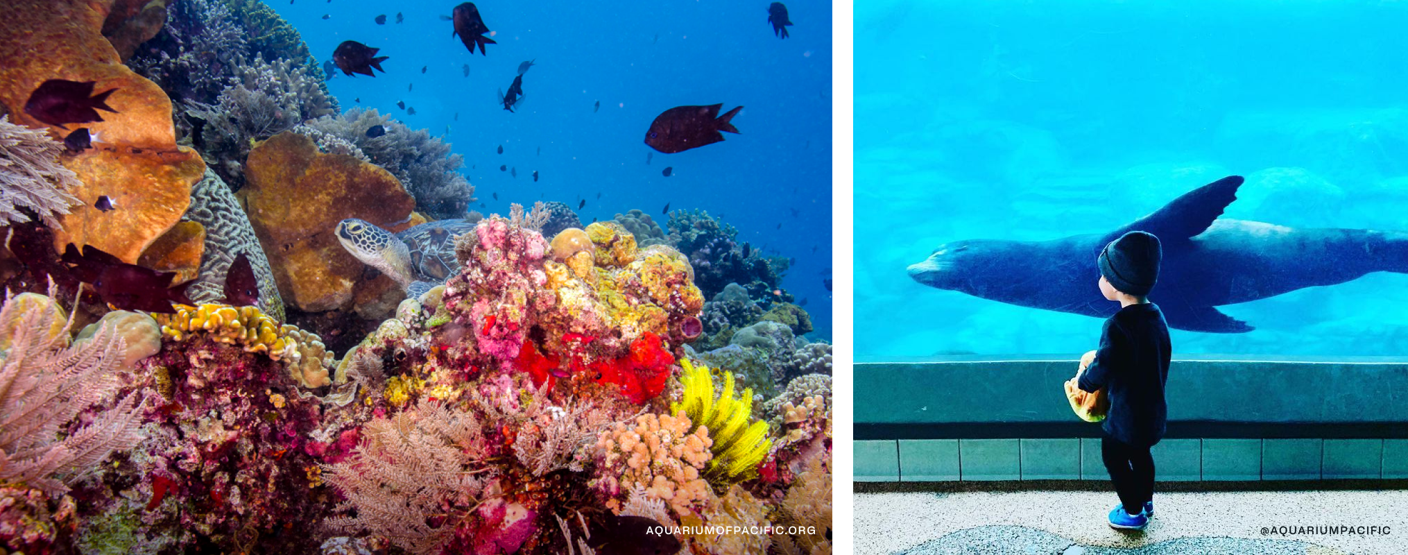 On left, images of fish and turtles. On right, a kid at the aquarium with a seal behind the glass.