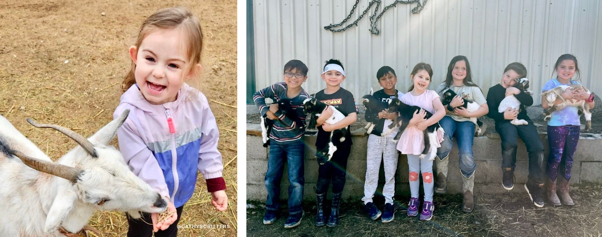 Two images of kids playing with goats.